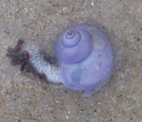 photo of Elongated Violet Snail (Janthina umbilicata)