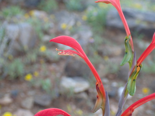 Image of Pouch Pypie (Gladiolus saccatus) by (c) Mahomed Desai, some rights reserved (CC BY)