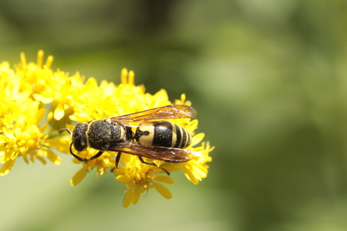 Euodynerus notatus, 2023-09-07