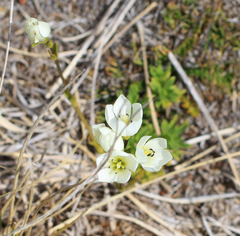 Gentianella vernicosa