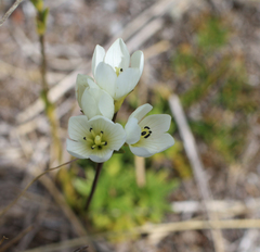 Gentianella vernicosa