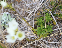 Gentianella vernicosa