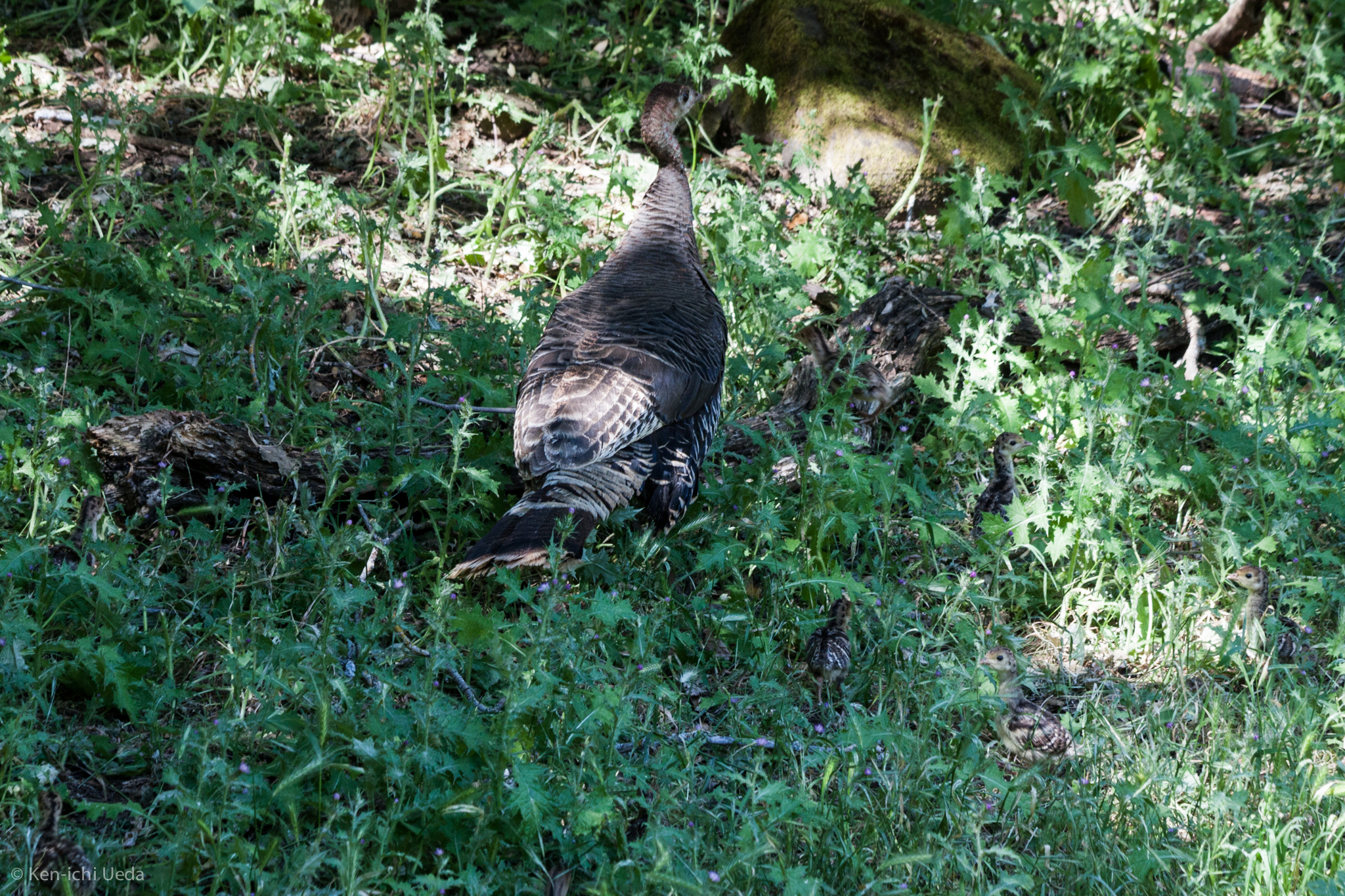 Wild Turkey