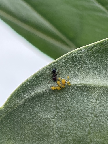 Oleander Aphid
