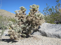 Silver Cholla (Cylindropuntia echinocarpa)  iNaturalist