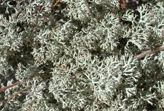 Cladonia arbuscula mitis