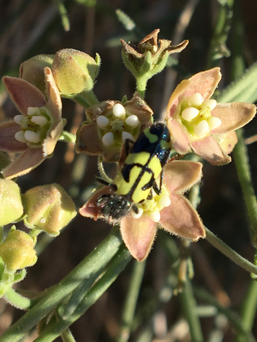 Ornate Checkered Beetle