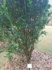 Murraya paniculata paniculata