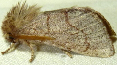 Psaphida styracis