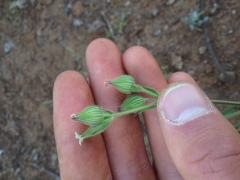 Silene multinervia