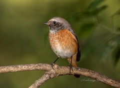 Common Redstart photo 3