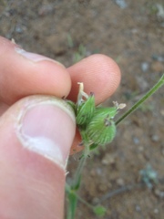 Silene multinervia