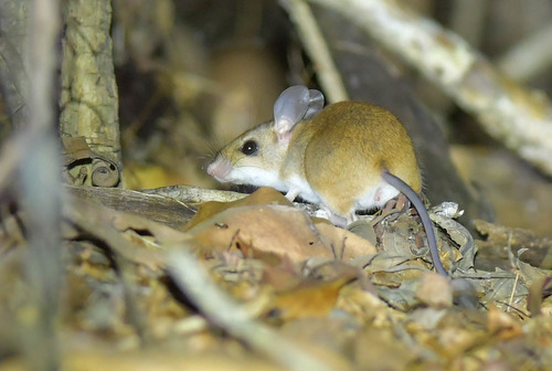 Bastard big-footed mouse