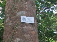 Terminalia molinetii