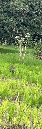giant milkweed
