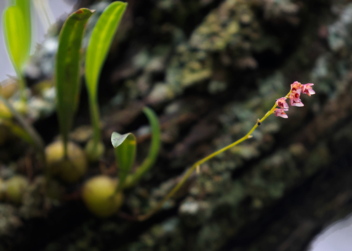 Bulbophyllum secundum