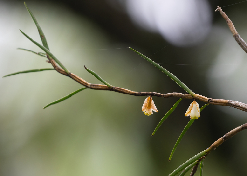 Dendrobium pachyglossum C.S.P.Parish & Rchb.f. 2