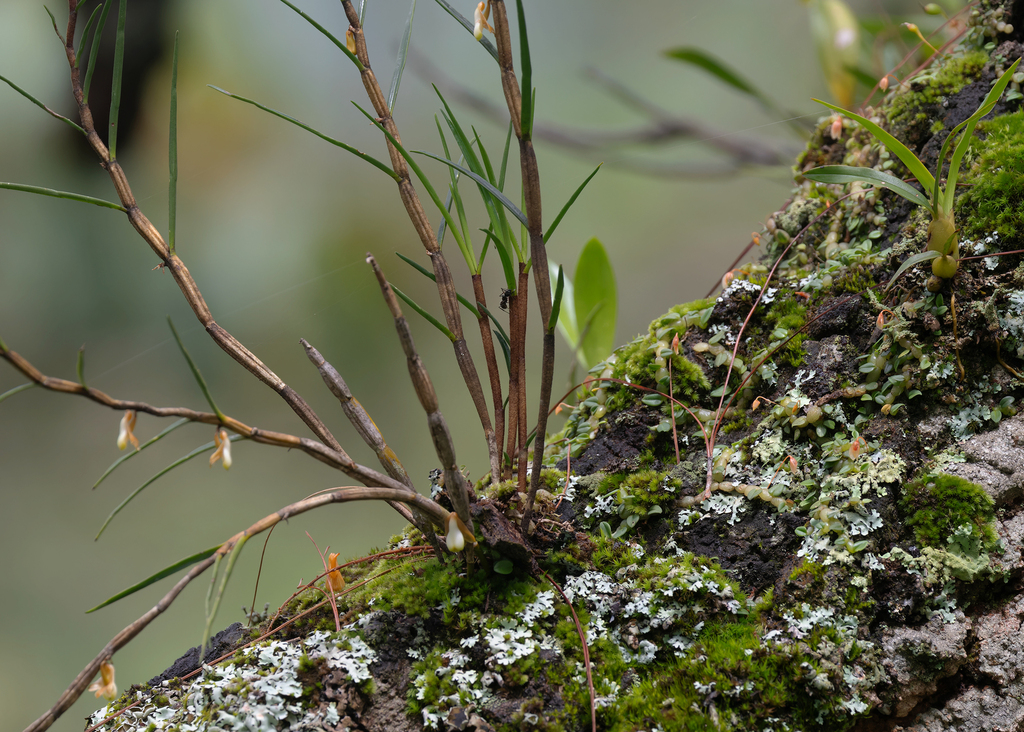 Dendrobium pachyglossum C.S.P.Parish & Rchb.f. 3