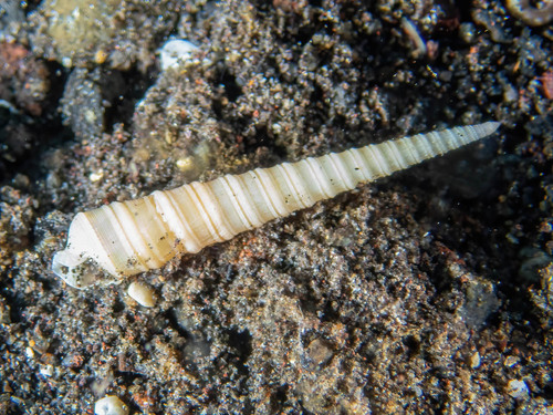 Terebra funiculata observed 2023-08-22