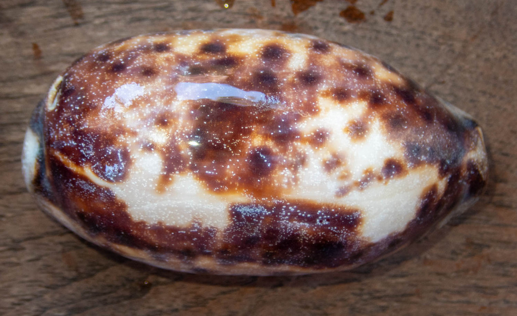 Tortoise Cowry (Chelycypraea testudinaria)