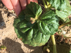 Phacelia calthifolia