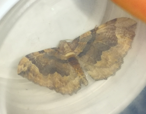 Pelurga comitata