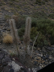 Echium wildpretii image