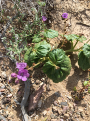 Phacelia calthifolia