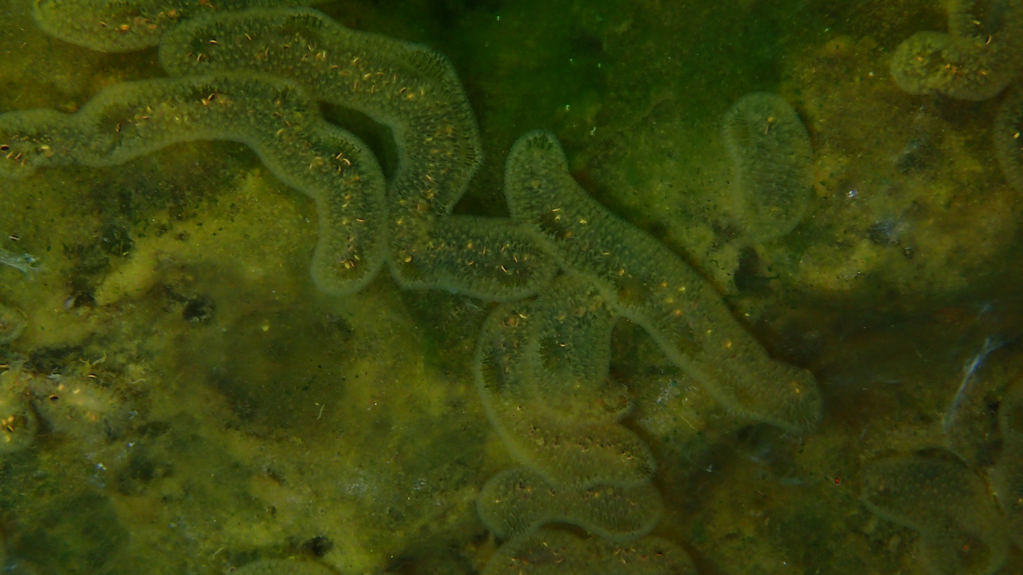 Cristatella mucedo Cuvier, 1798
