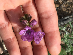 Phacelia calthifolia
