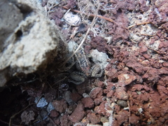 Eleutherodactylus weinlandi