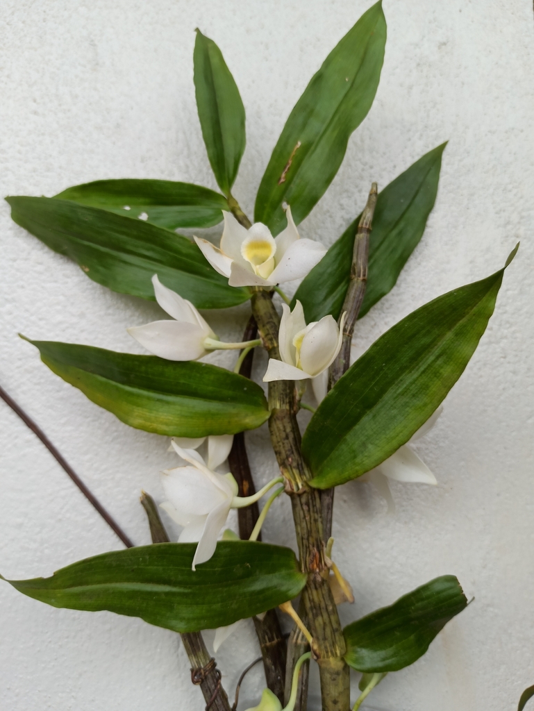 Dendrobium aqueum