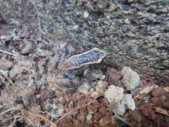 Eleutherodactylus weinlandi