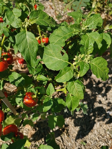 Solanum viride