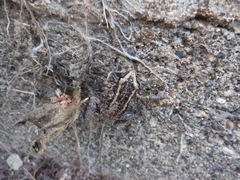 Eleutherodactylus weinlandi