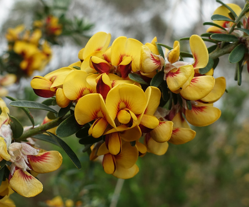 Image of Flat-Leaf Bush-Pea (Pultenaea platyphylla) by (c) yatesy, some rights reserved (CC BY)