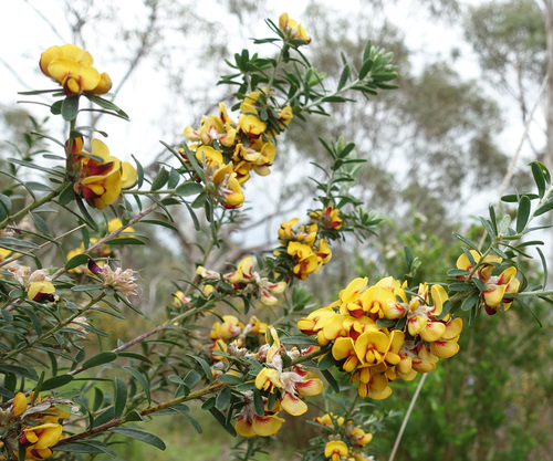 Image of Flat-Leaf Bush-Pea (Pultenaea platyphylla) by (c) yatesy, some rights reserved (CC BY)