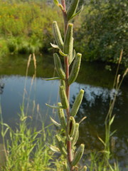 Oenothera villosa strigosa