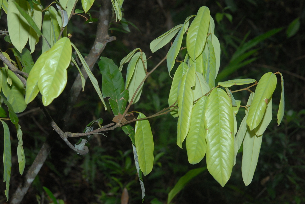 cách thư lá trắng (Fissistigma glaucescens)