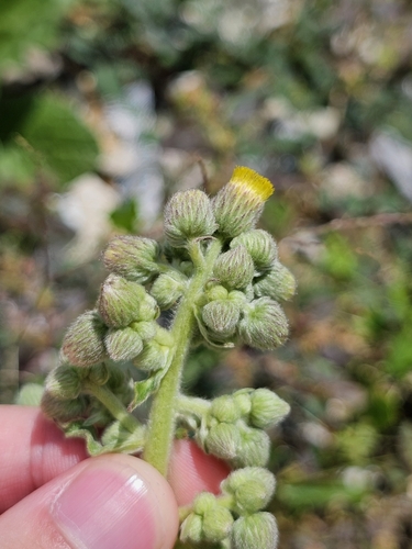 Blumea lacera iNat (1)
