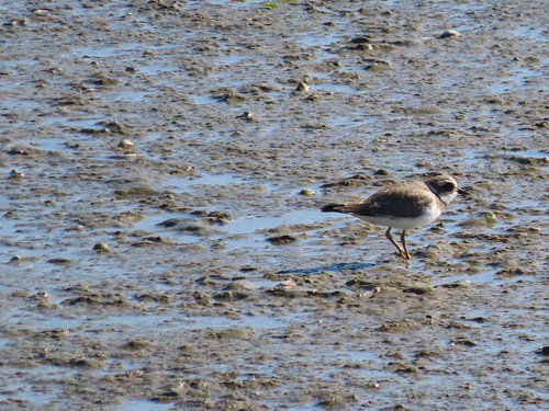 Common Ringed Plover, Wilhelminadorp, Nederland, photo 10 of 10