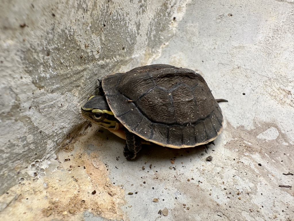 Sunda Box Turtle