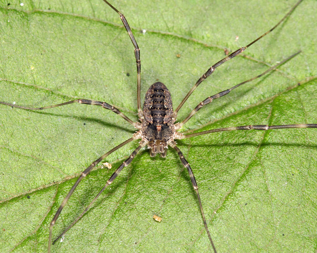 Painted Harvestman