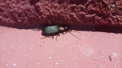 Galerita collaris
