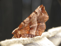 Selenia dentaria