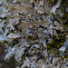 Fringed Shield Lichen - Photo (c) Ken-ichi Ueda, some rights reserved (CC BY)