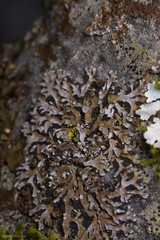 Physconia americana