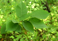 Carpinus cordata
