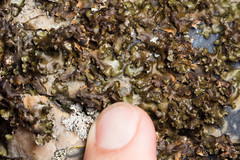 Melanelixia glabroides