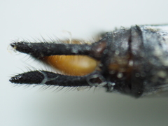 Zyxomma obtusum